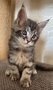 Кошеня Мейн-кун хлопчик