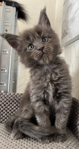 Кошеня Мейн-кун дівчинка