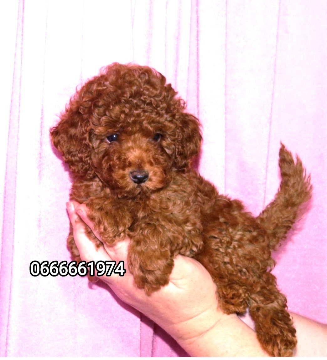 Щенки Той пудель с документами клуба ККУ