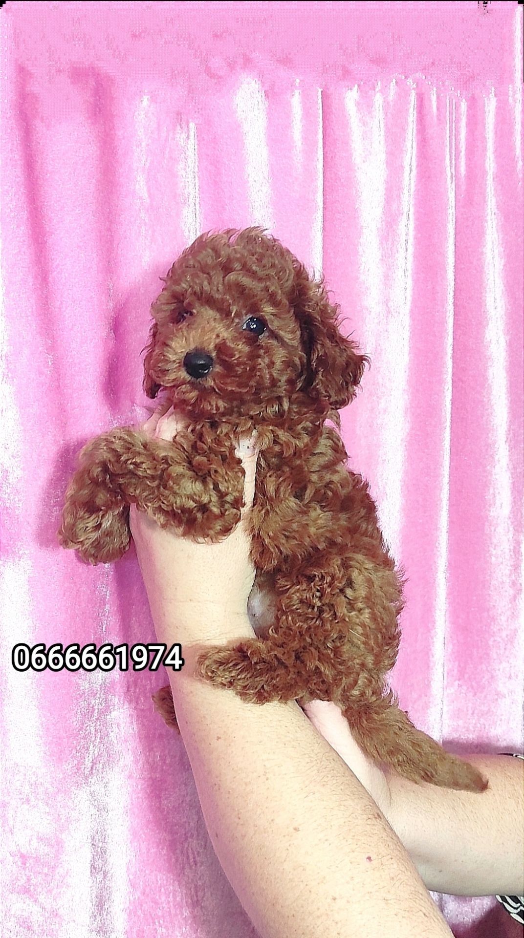 Цуценята Той Пудель з документами ККУ