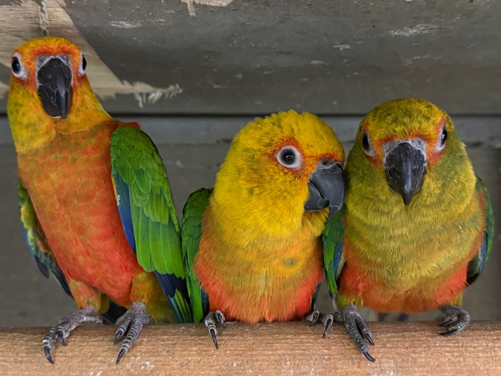 Аратинга попугай для детей, очень ручной