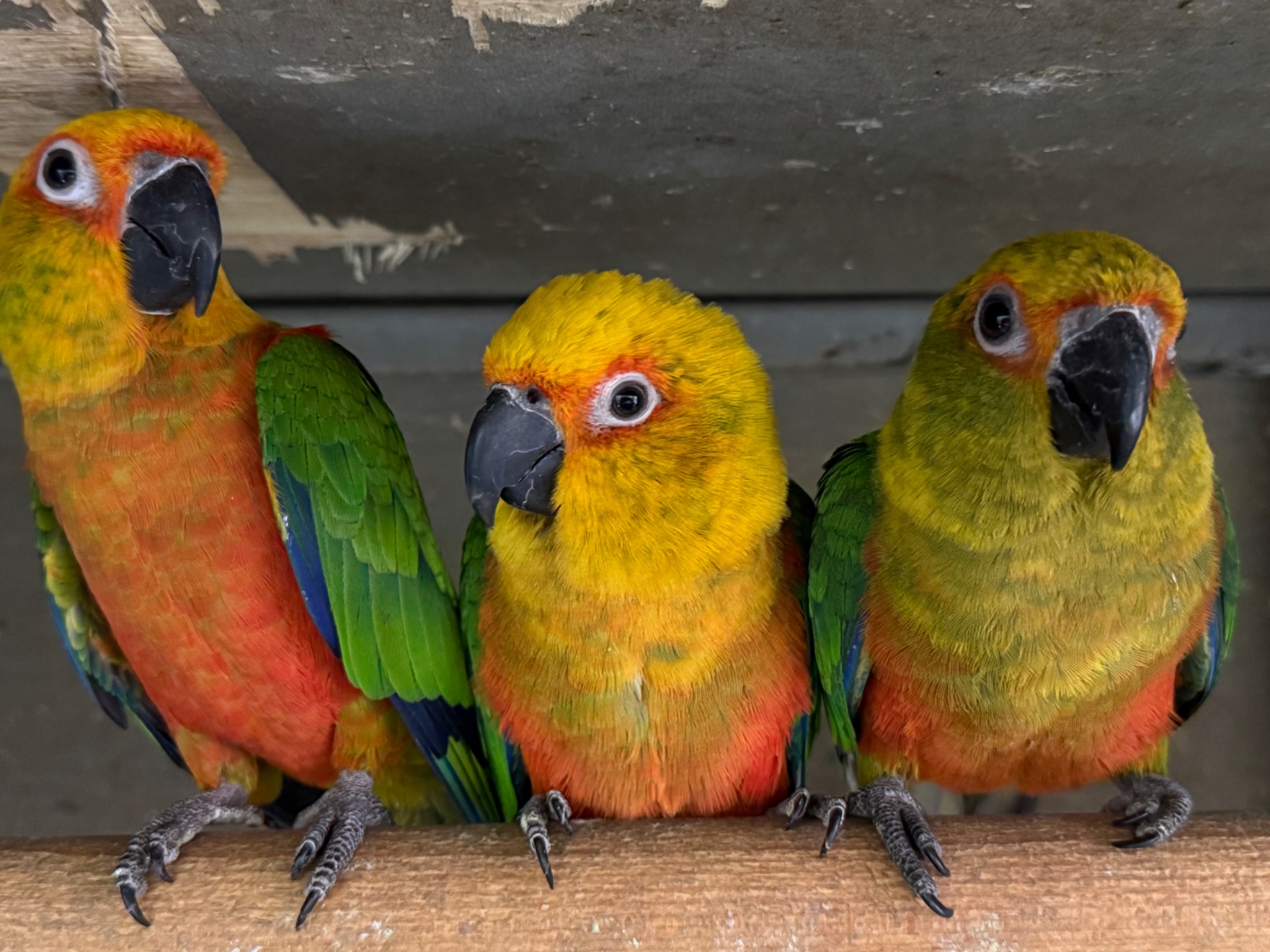 Аратинга попугай для детей, очень ручной