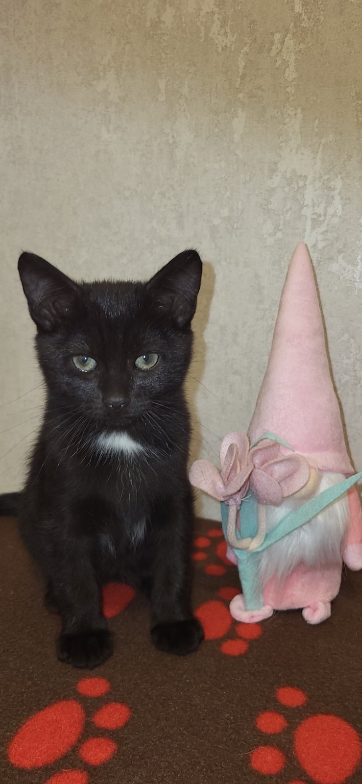 Отдам котят в хорошие руки