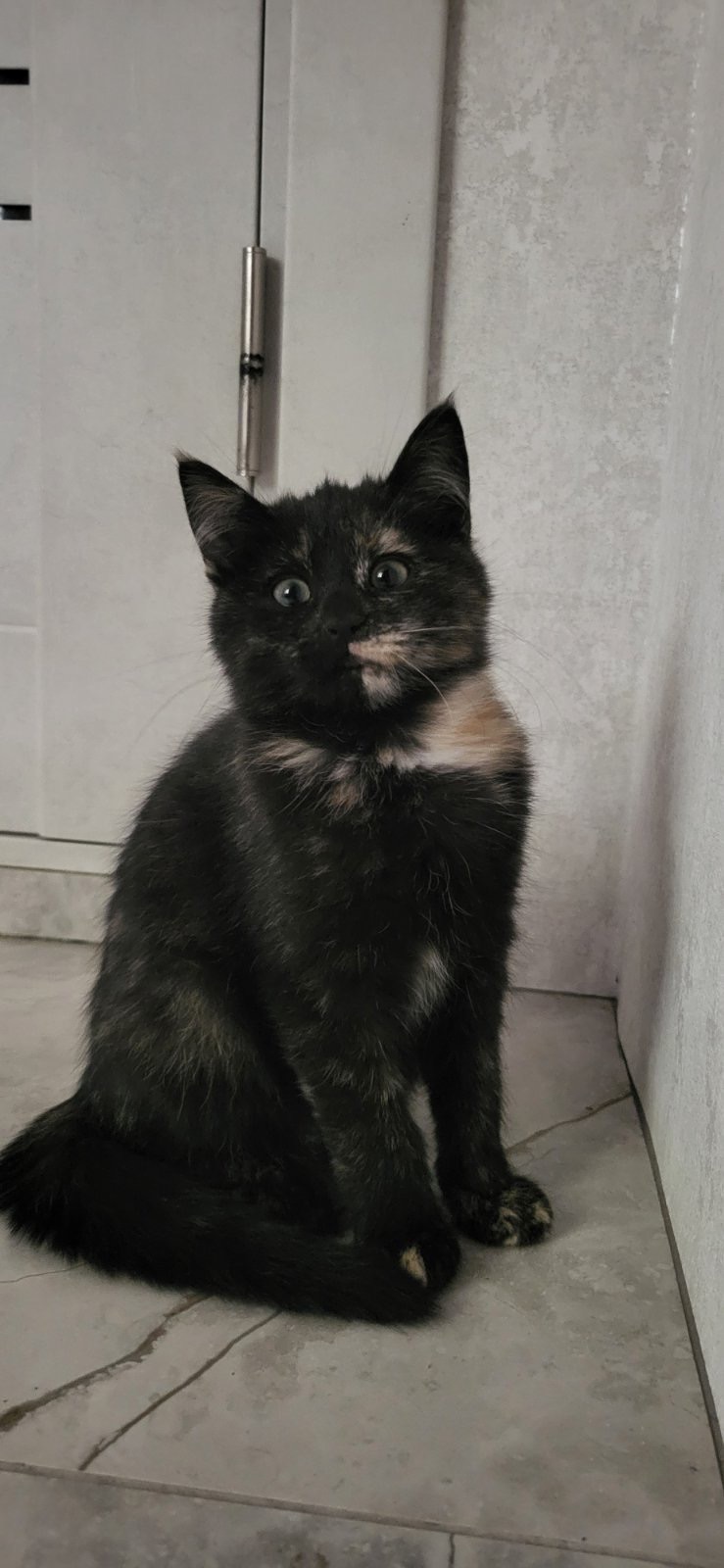 Отдам котят в хорошие руки