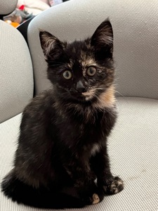 Отдам котят в хорошие руки