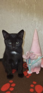 Отдам котят в хорошие руки