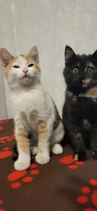 Отдам котят в хорошие руки
