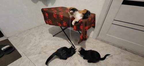 Отдам котят в хорошие руки