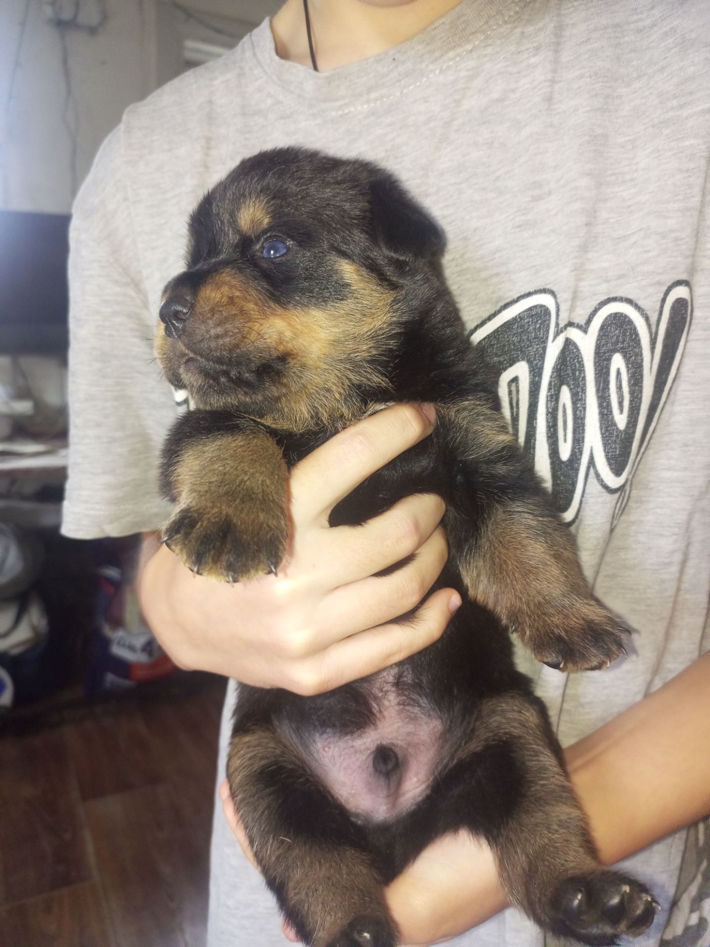 Щенки ротвейлера