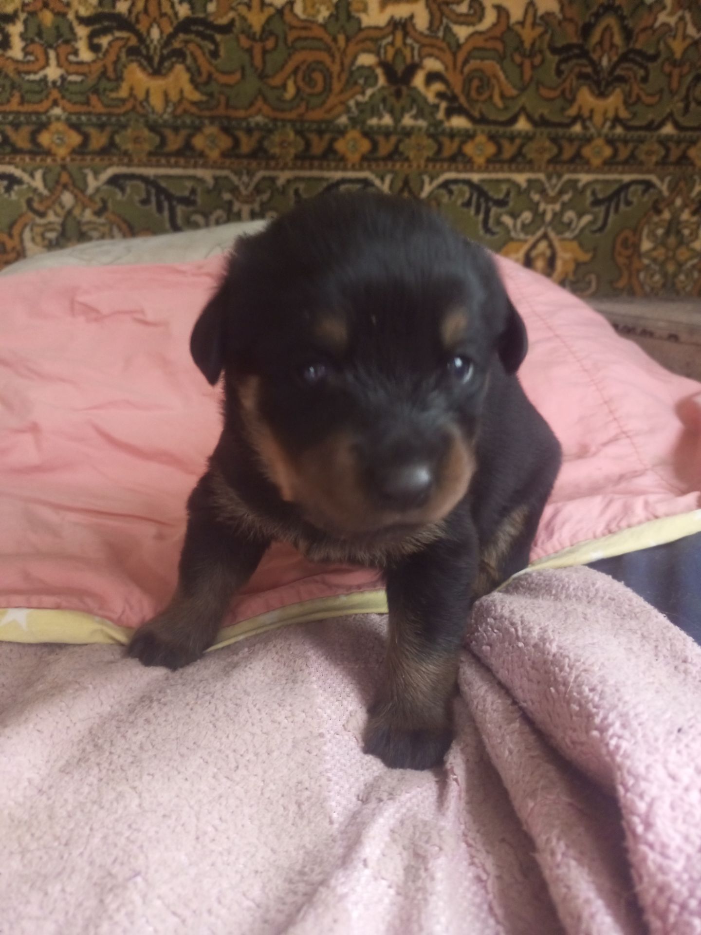 Щенки ротвейлера