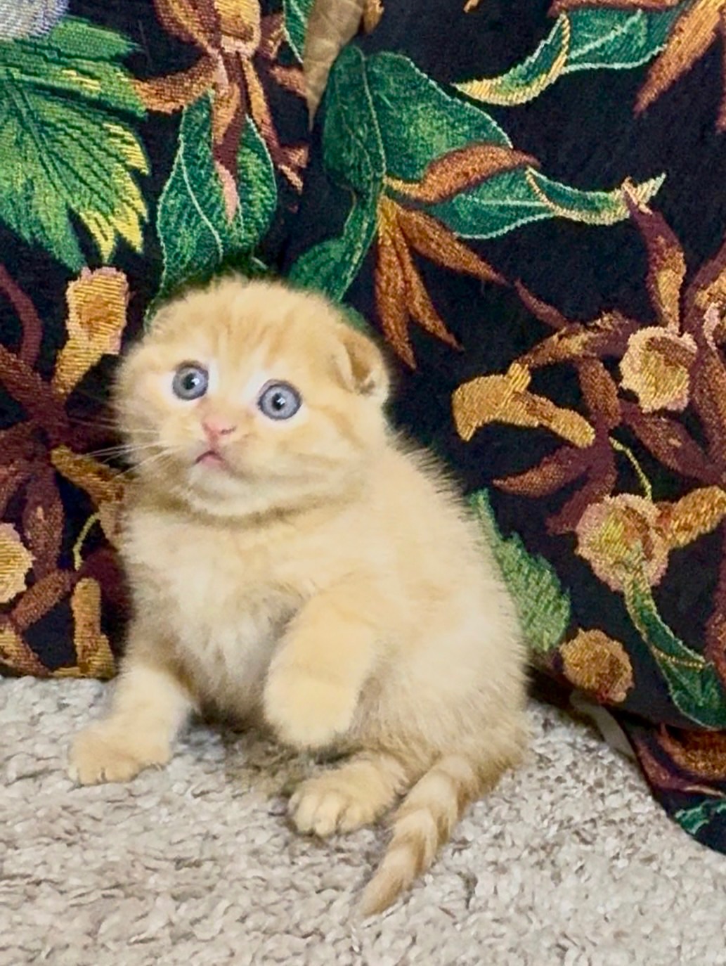 Яскраве Шотландске кошеня