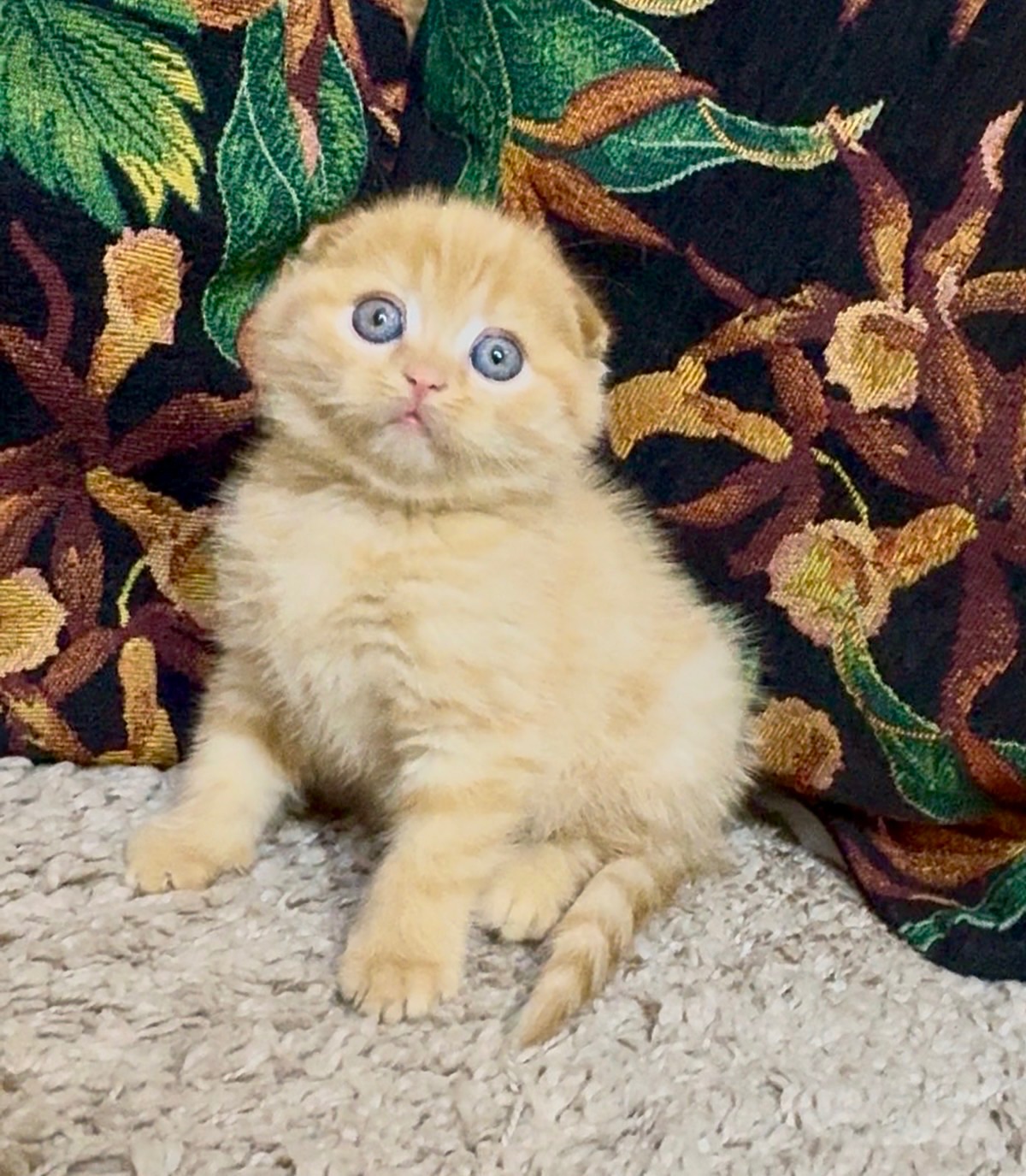 Яскраве Шотландске кошеня