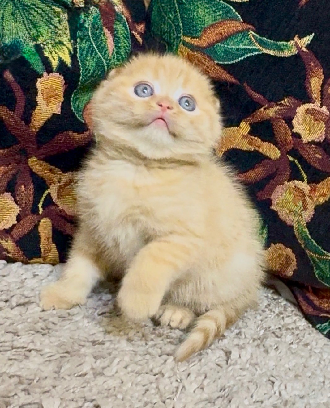 Яскраве Шотландске кошеня