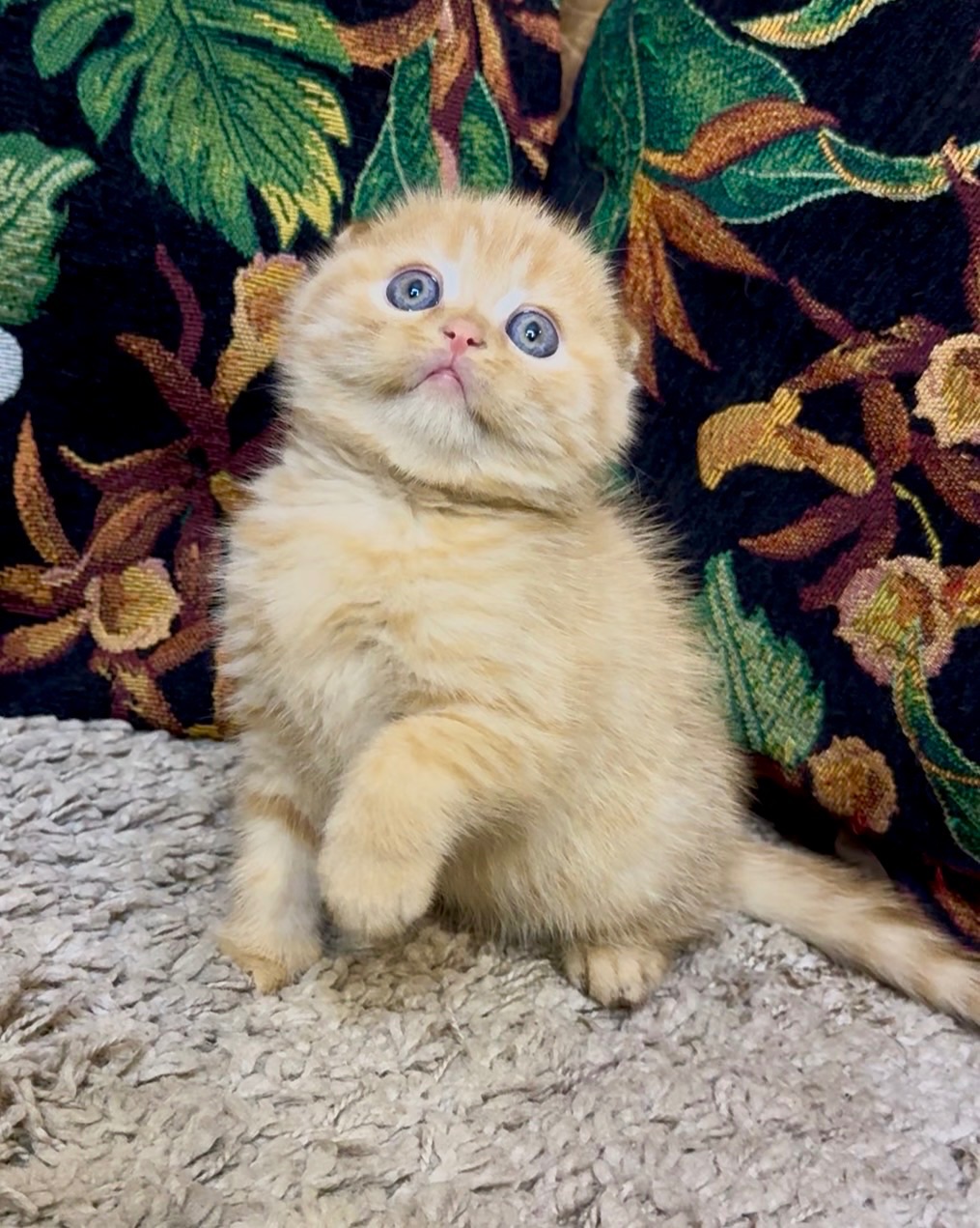 Яскраве Шотландске кошеня