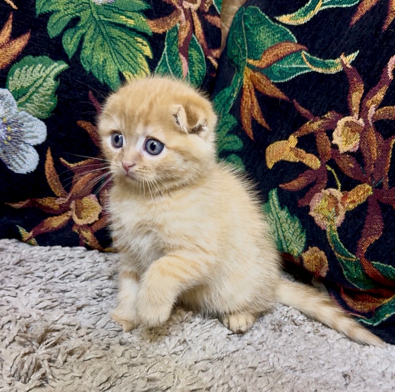 Яскраве Шотландске кошеня