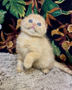 Яскраве Шотландске кошеня