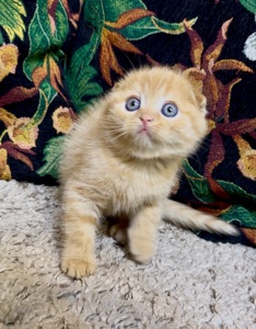 Яскраве Шотландске кошеня