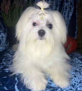 Хлопчик бюджетно