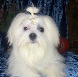 Хлопчик бюджетно