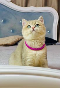 Британська золота шиншилла