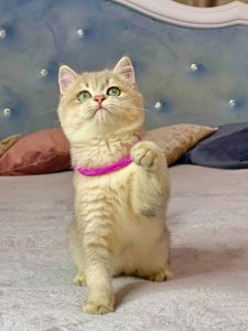 Британська золота шиншилла