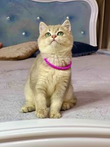 Британська золота шиншилла