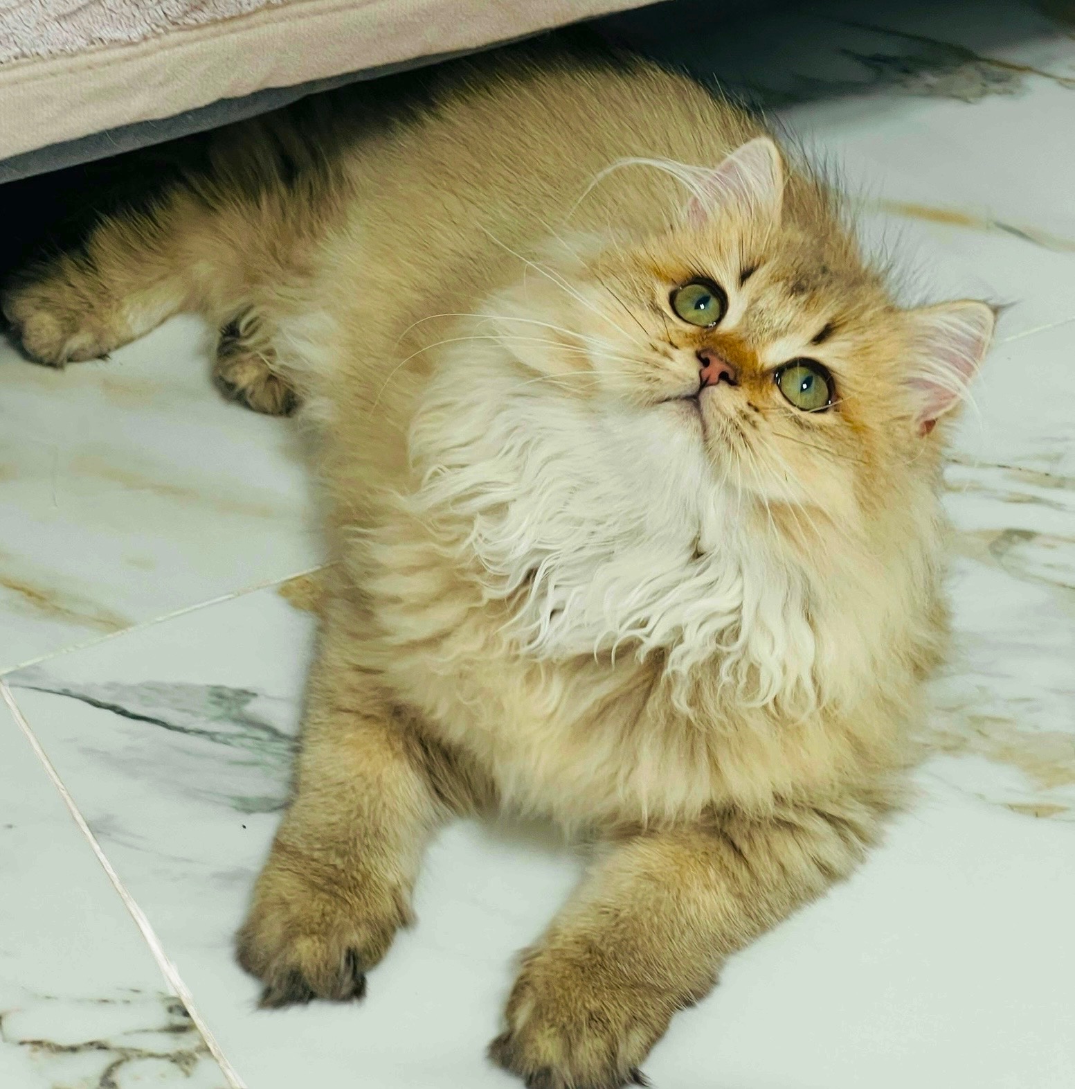 Британська золота шиншилла