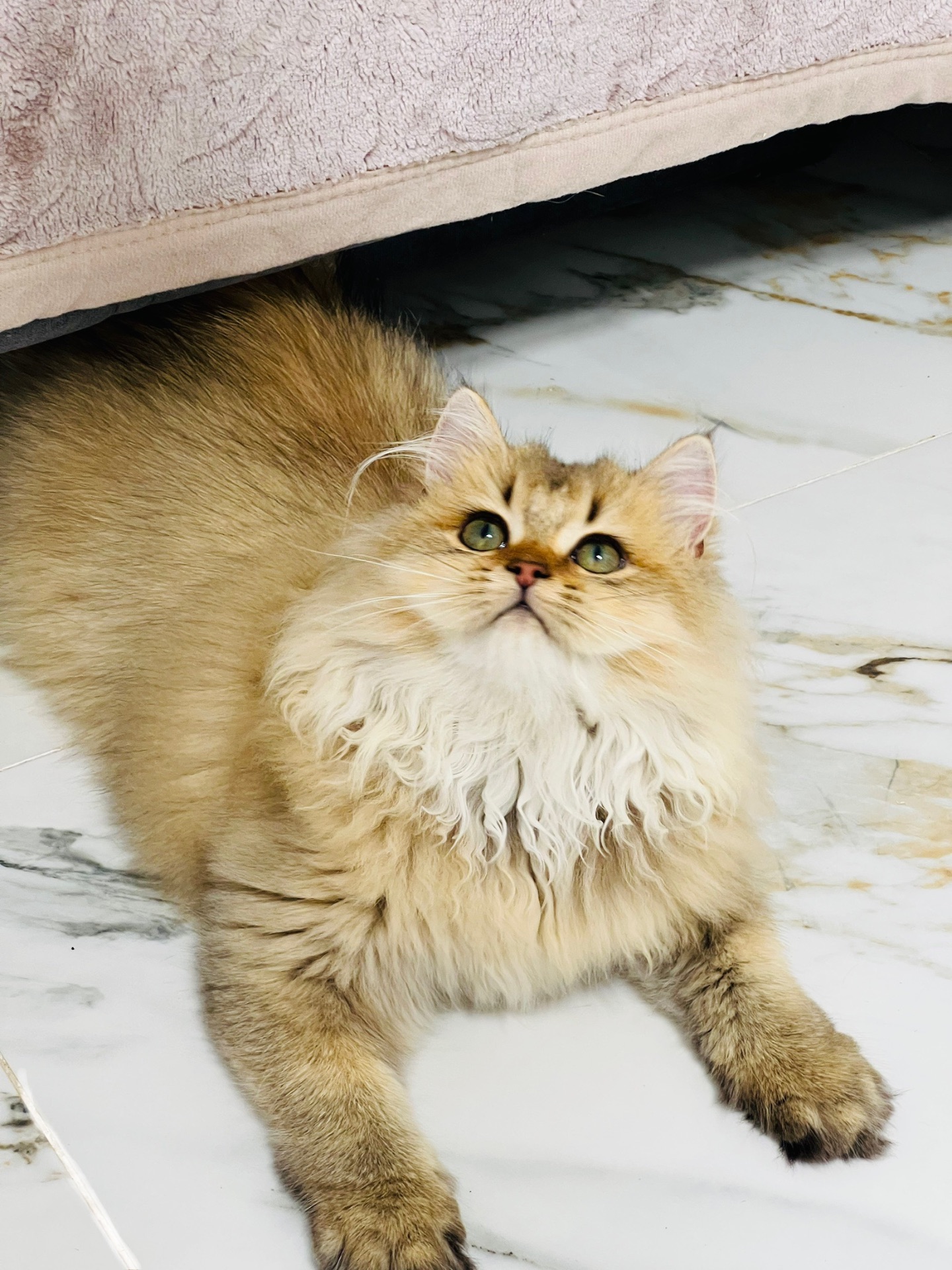 Британська золота шиншилла