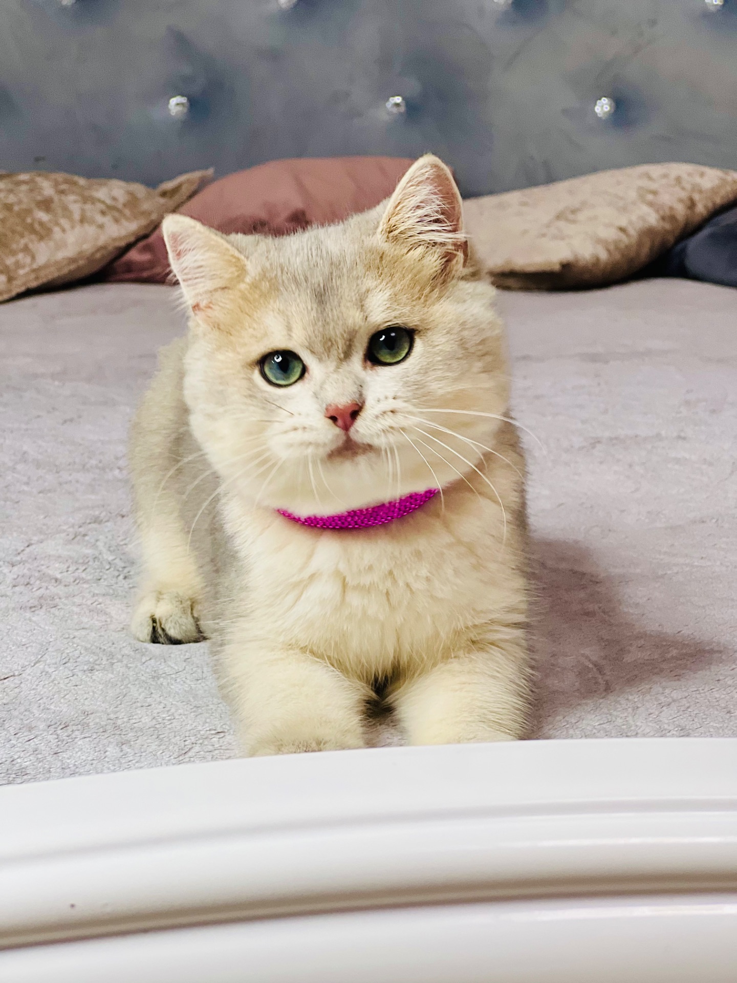 Британська золота шиншилла