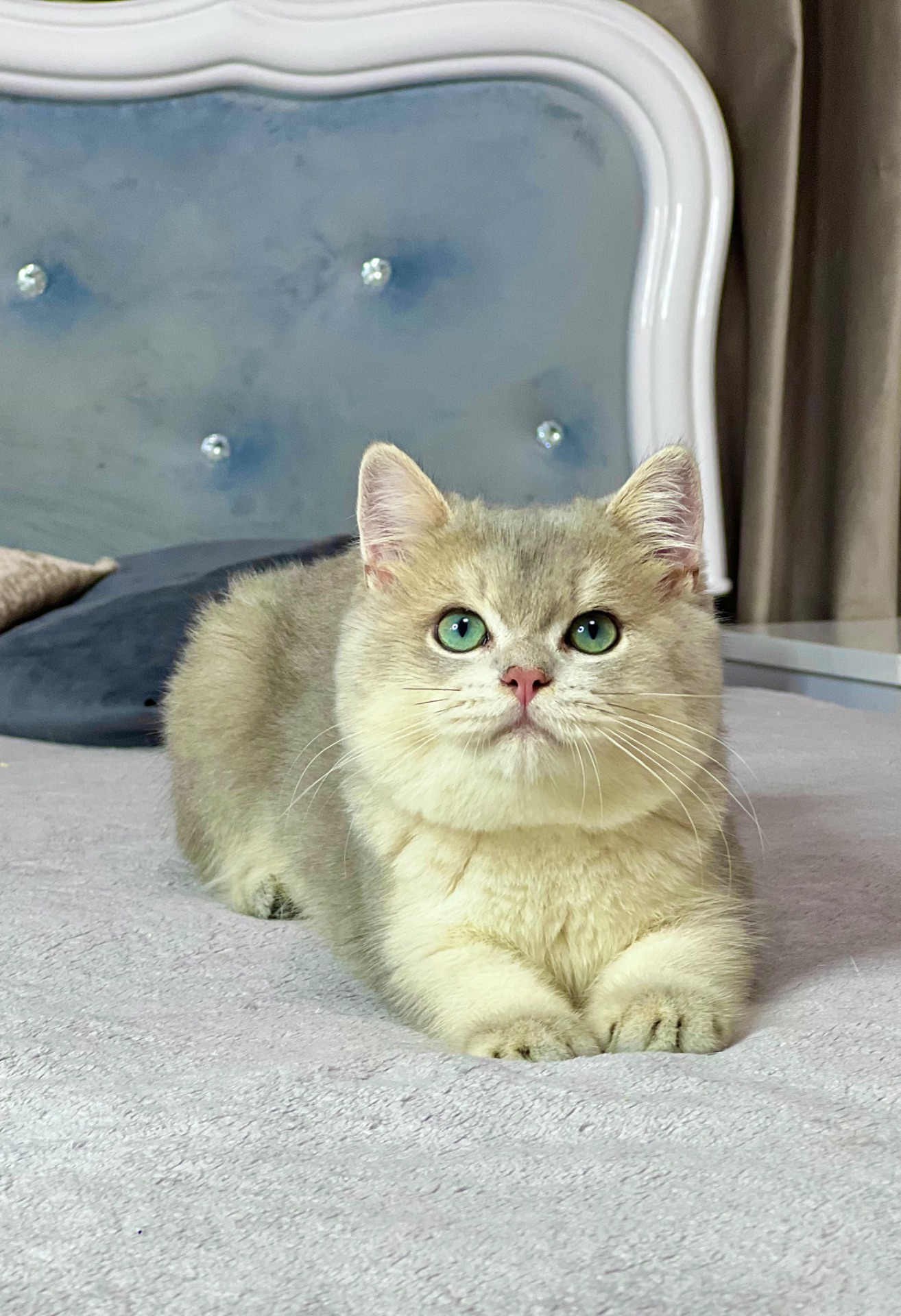 Британська золота шиншилла