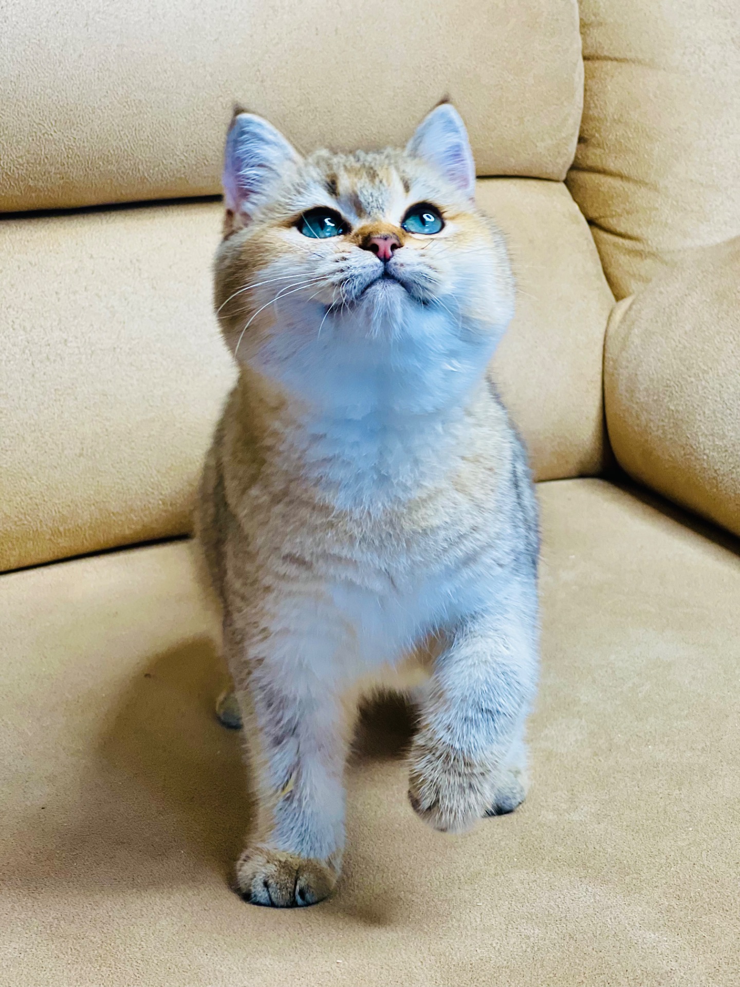 Британська золота шиншилла