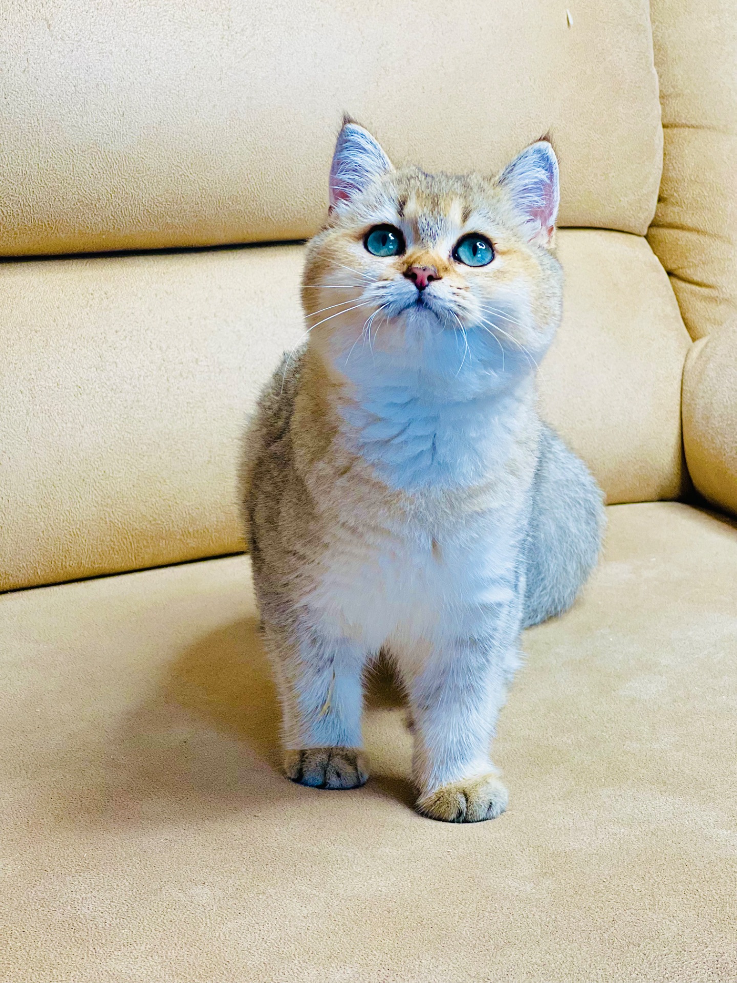 Британська золота шиншилла