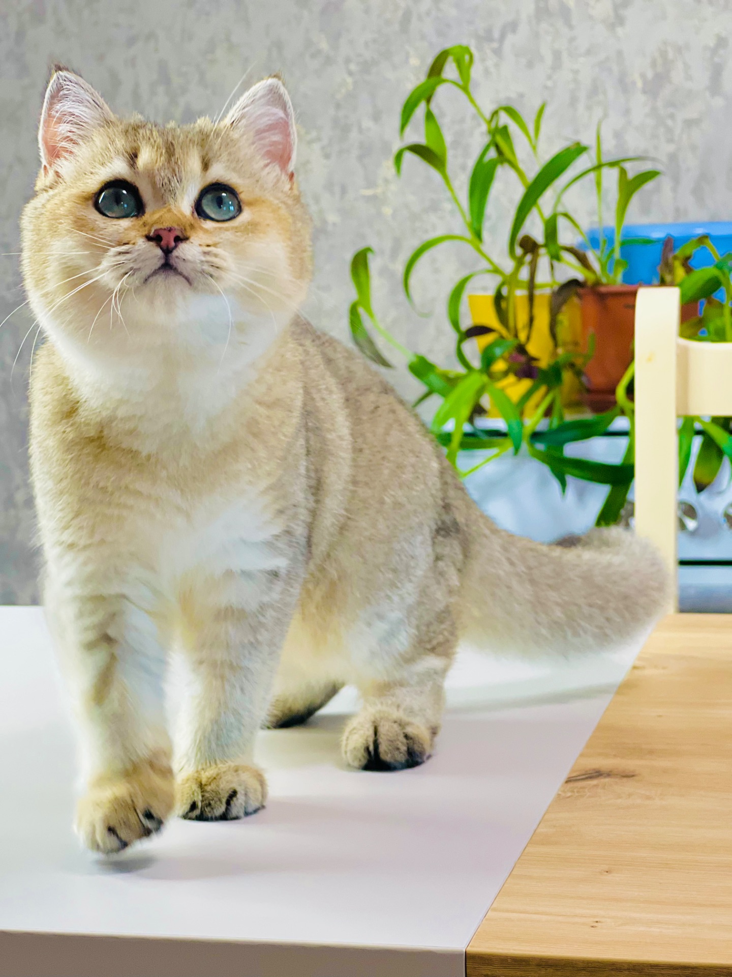 Британська золота шиншилла