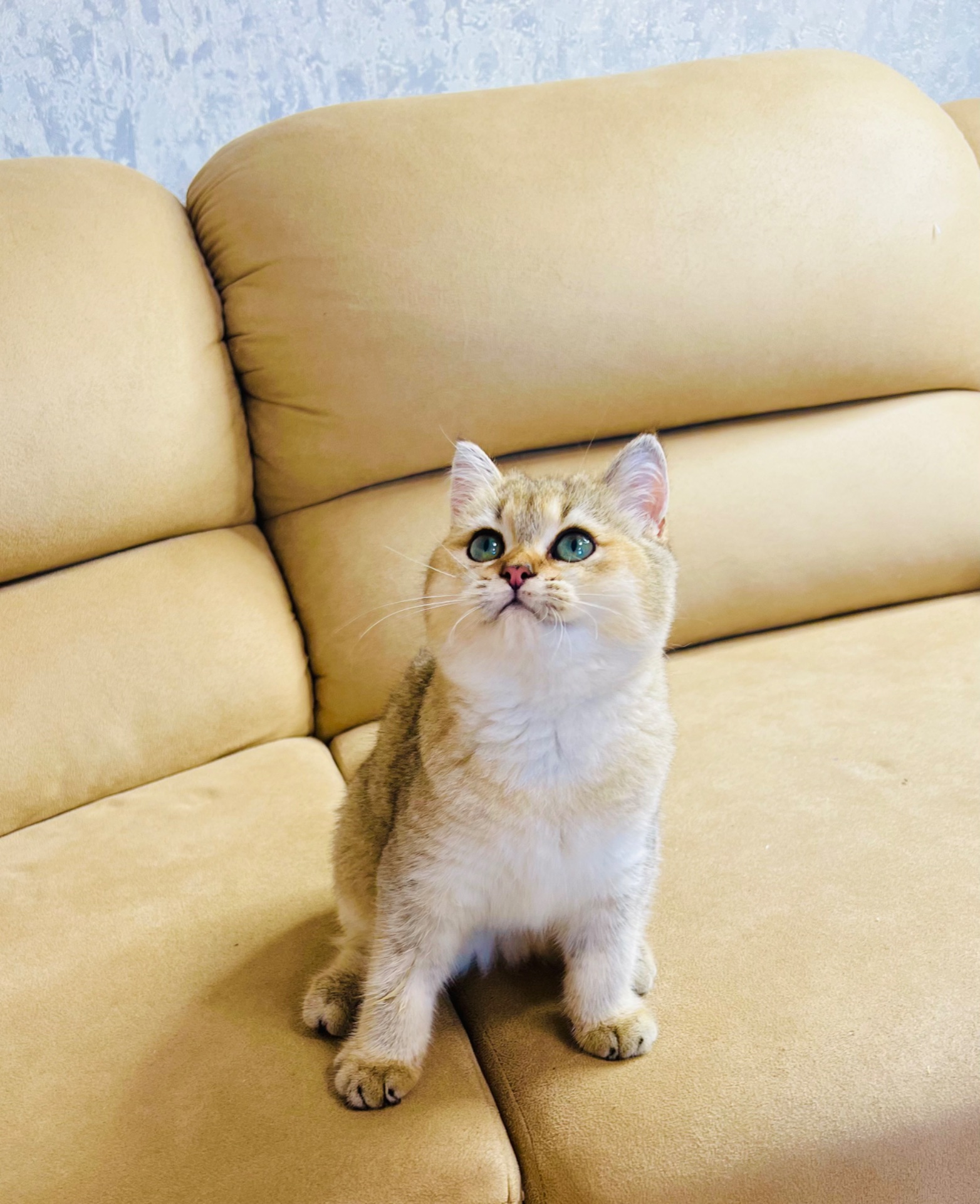 Британська золота шиншилла