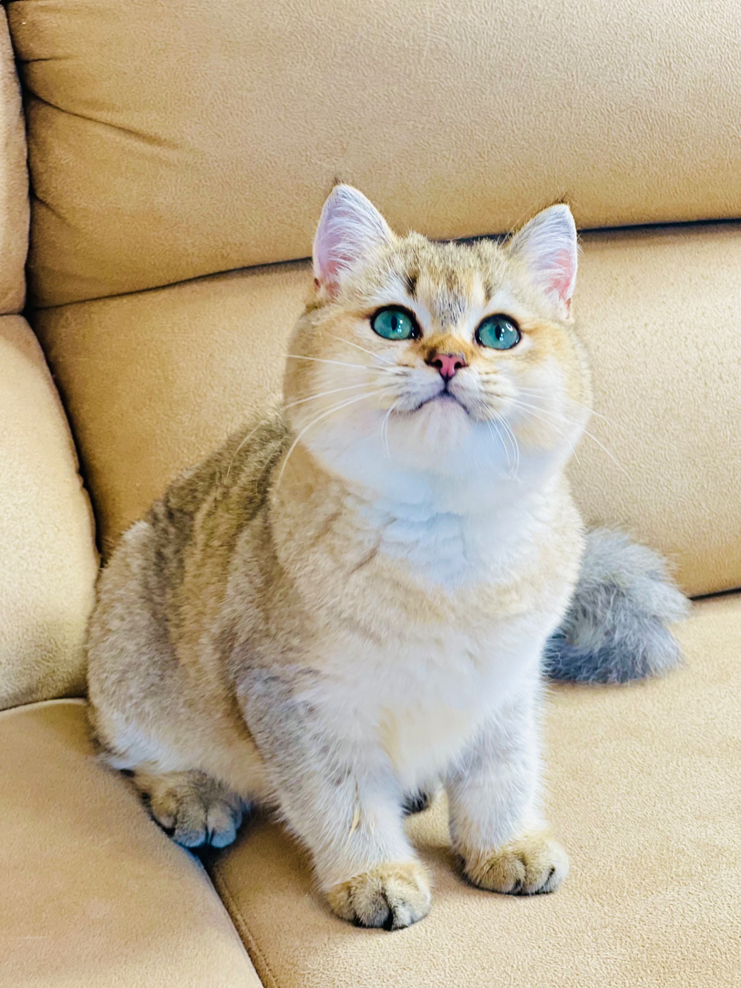 Британська золота шиншилла