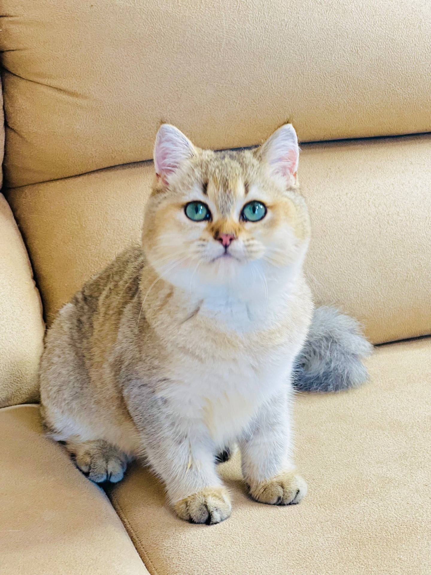 Британська золота шиншилла