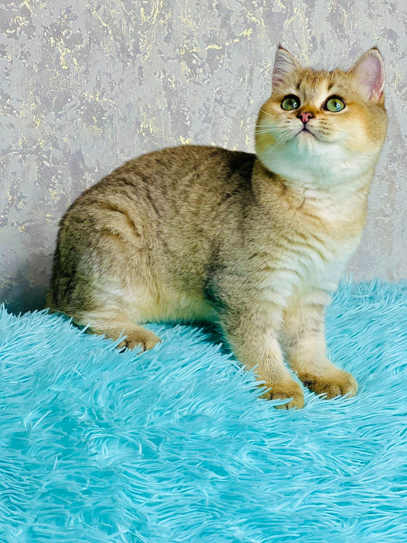 Золота шиншилла