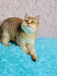 Золота шиншилла