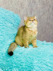 Золота шиншилла