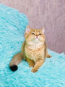 Золота шиншилла