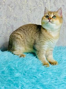 Золота шиншилла