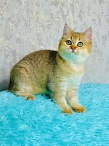 Золота шиншилла