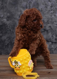 Цуценята той пудель