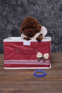 Цуценята той пудель