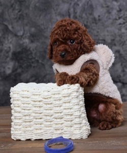 Цуценята той пудель