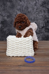 Цуценята той пудель