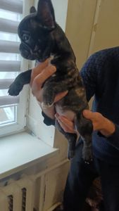 Цуценята французького бульдога