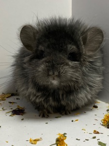 Шиншилла эбони темный