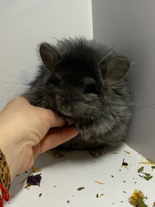 Шиншилла эбони темный