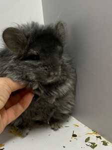 Шиншилла эбони темный